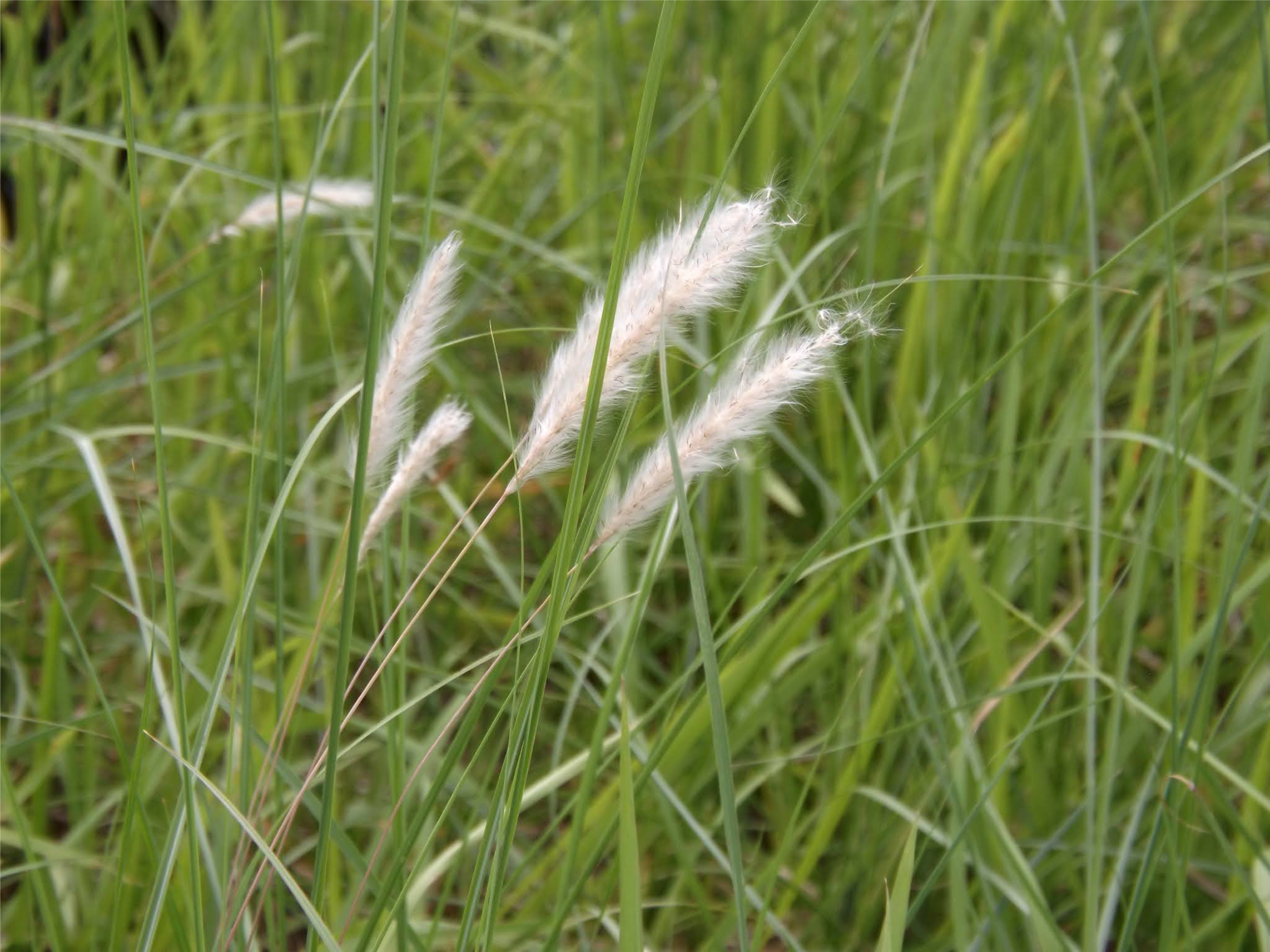 SGI
