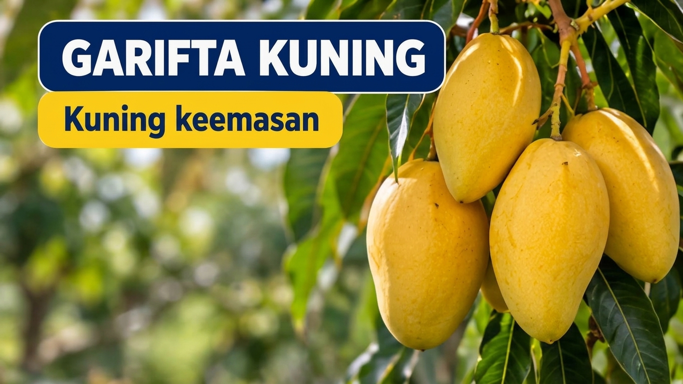 Gambar 5. Garifta Kuning dikenal dengan warna kulit keemasan.