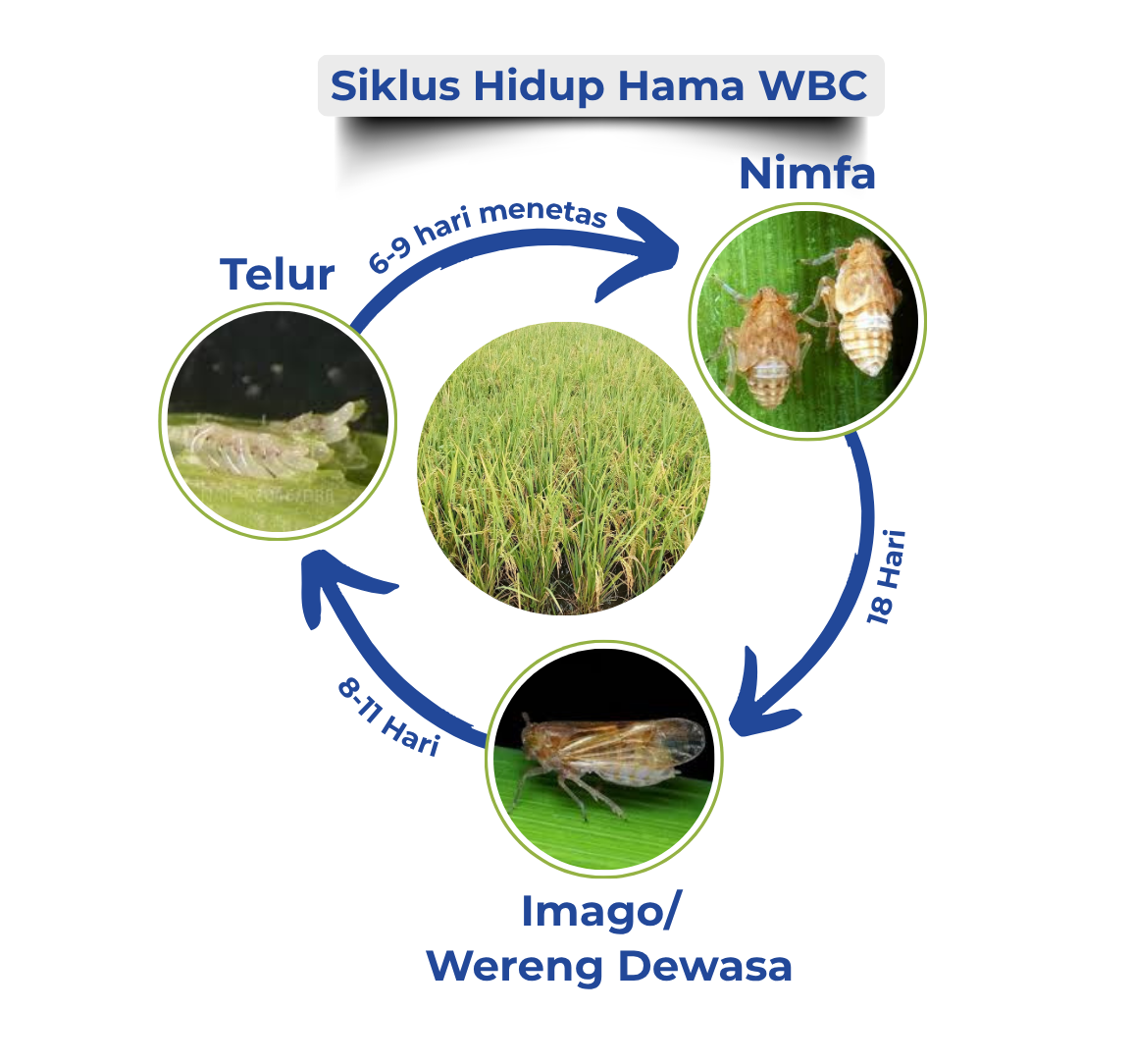 SIKLUS  HIDUP HAMA WERENG BATANG COKLAT