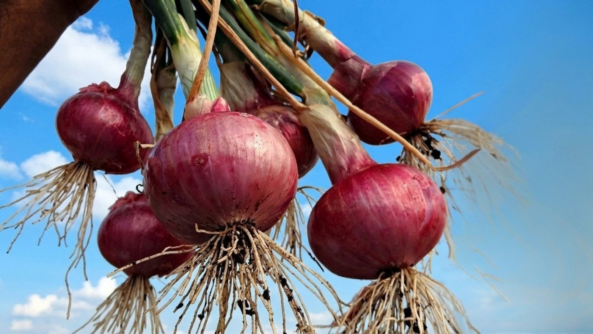 Gambar. Tanaman Bawang Merah 