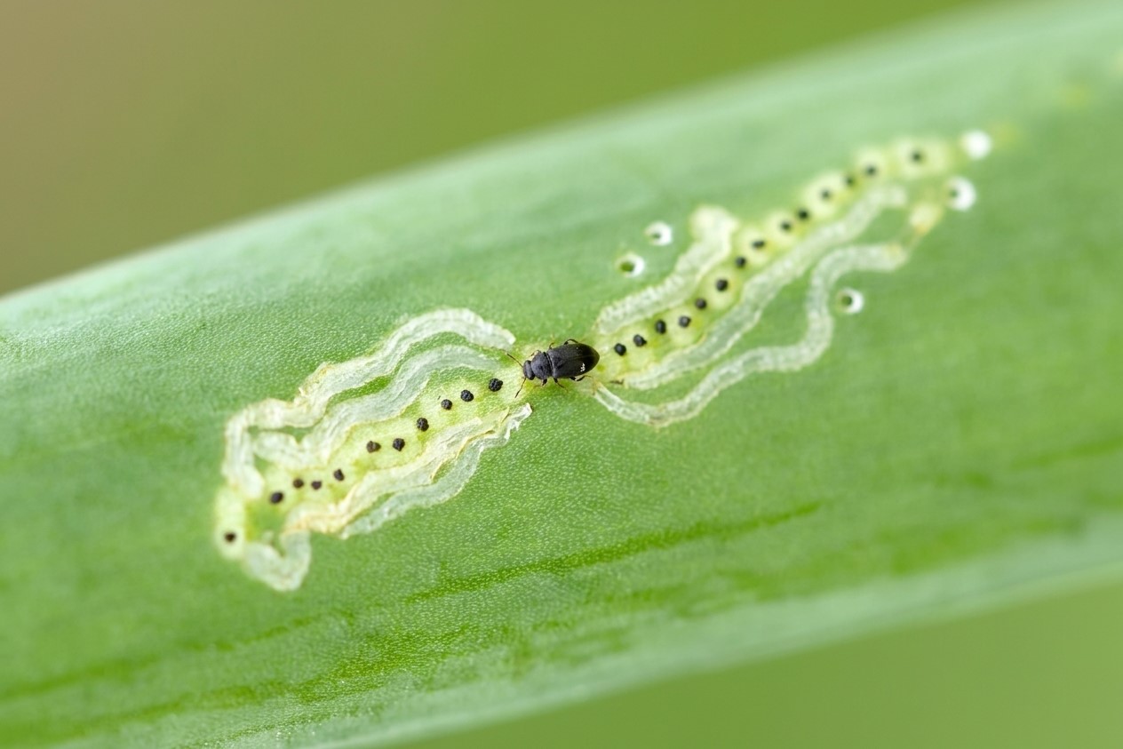 Gambar. Lubang Tusukan ovipositor
