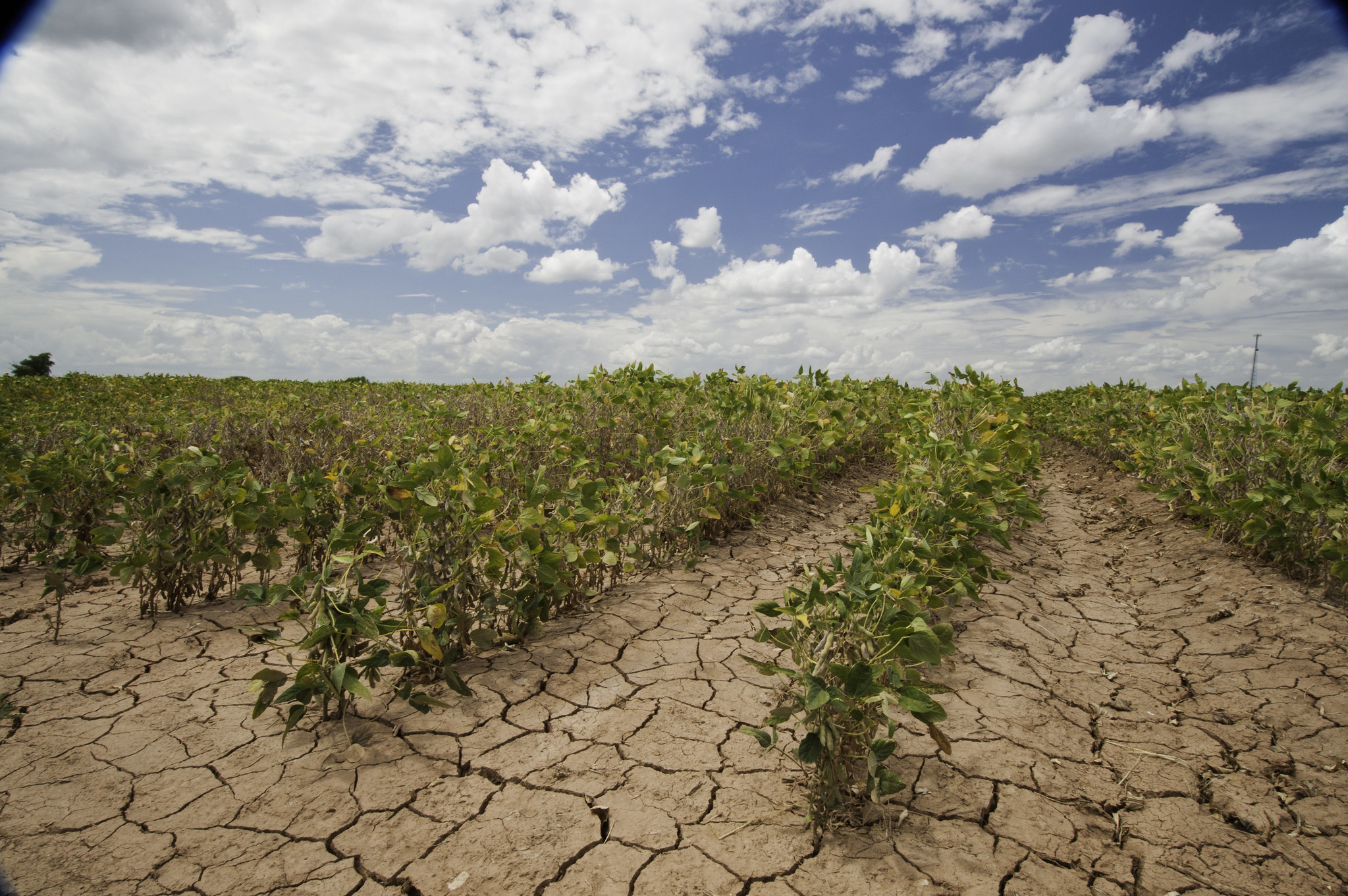 Petani  menghadapi El Nino dan kekeringan pertanian