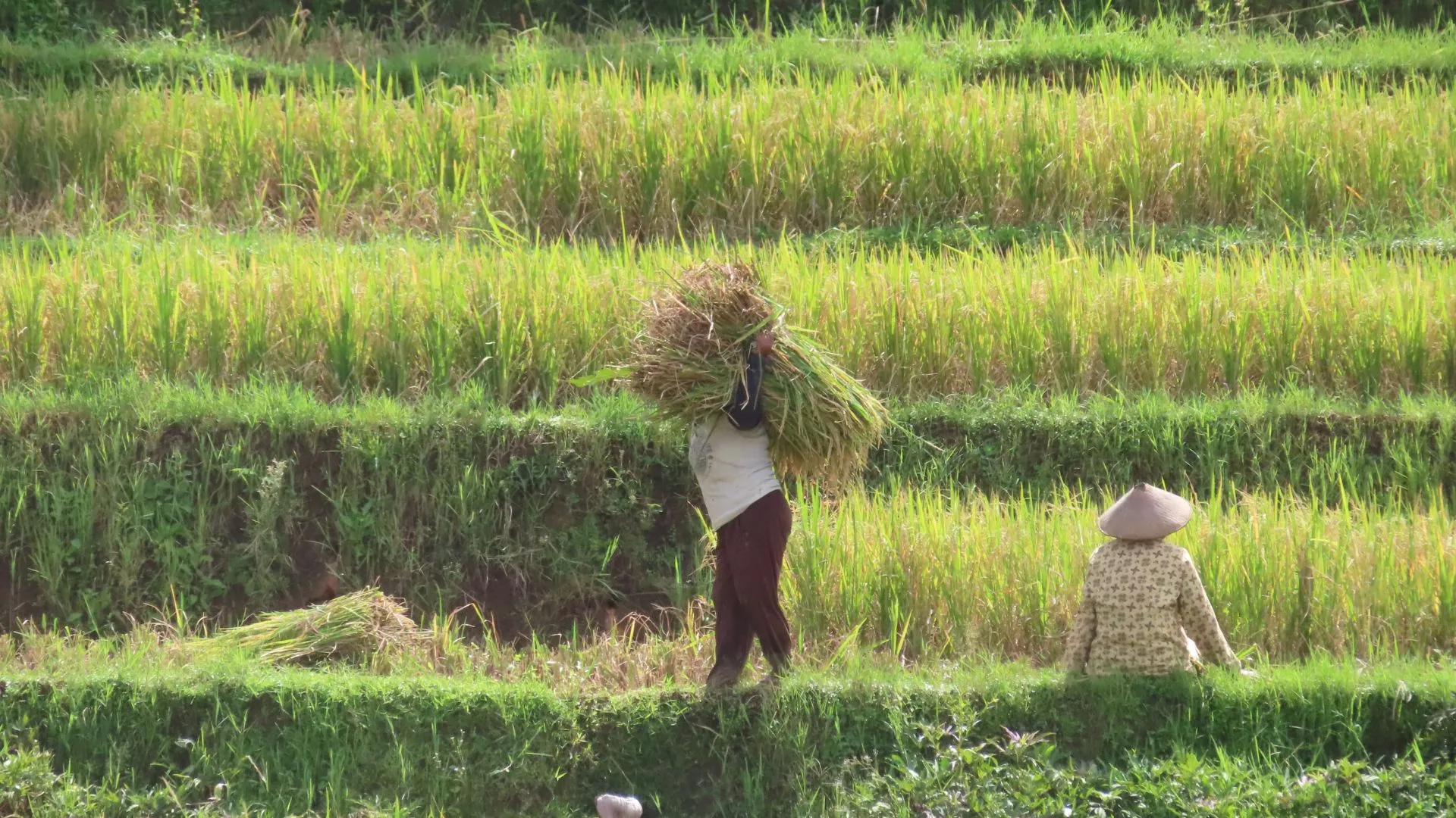 Understanding the Brown Planthopper Pest in Paddy Crops