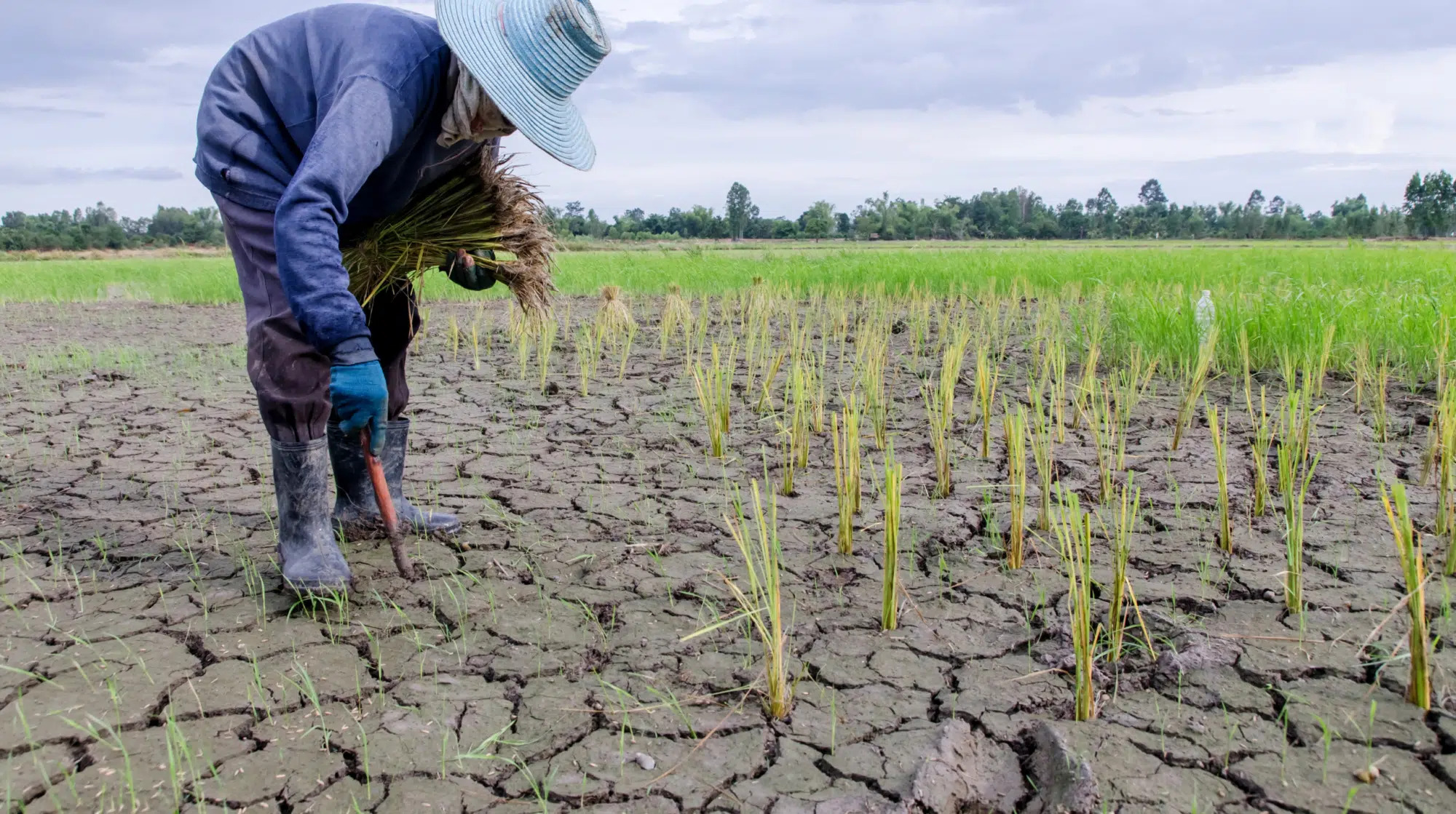 5 Tips Menghadapi El Ni&ntilde;o di Pertanian Agar Tetap Aman