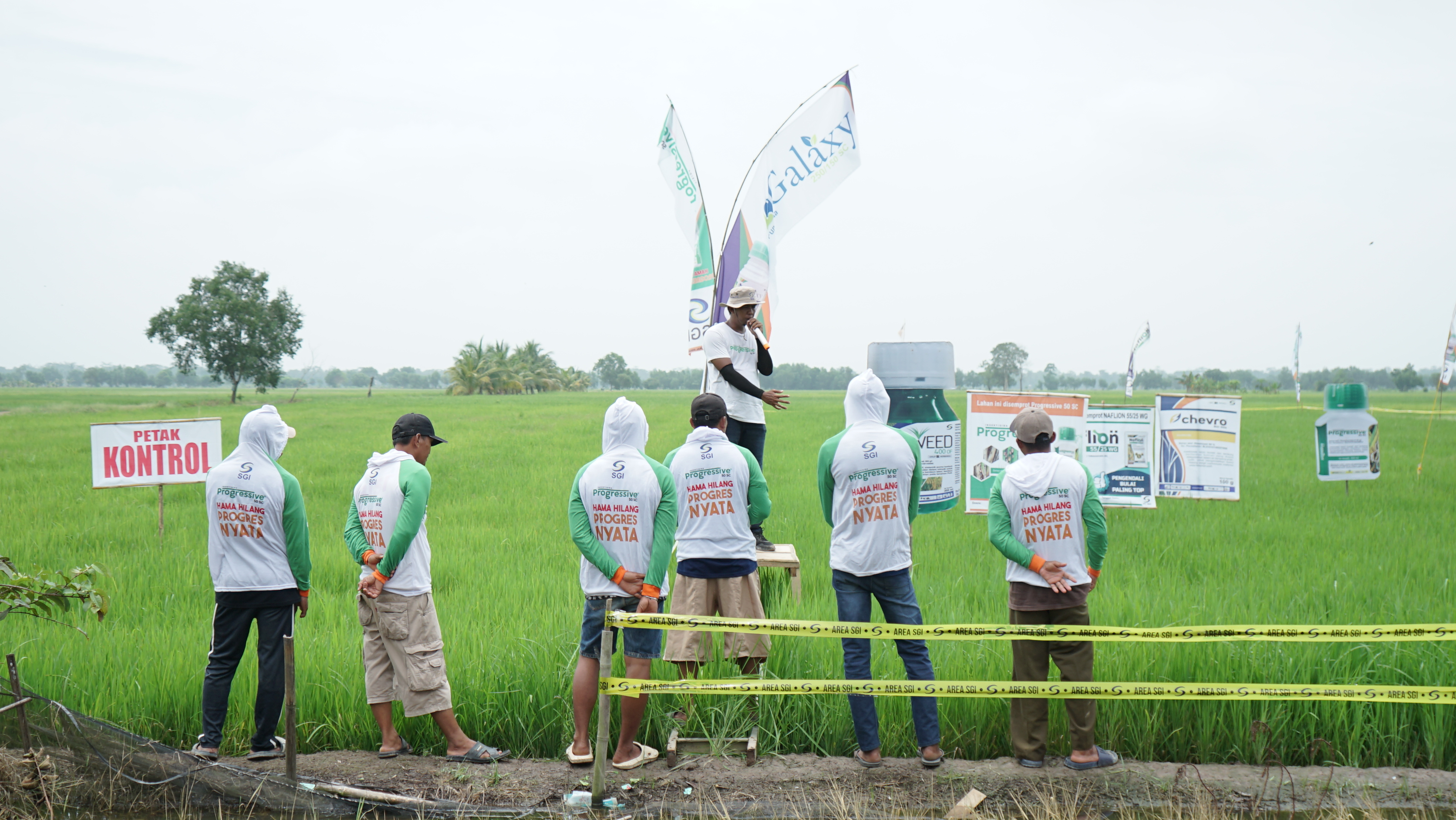 foto perbandingan demfarm PT. SGI dengan petak kontrol petani