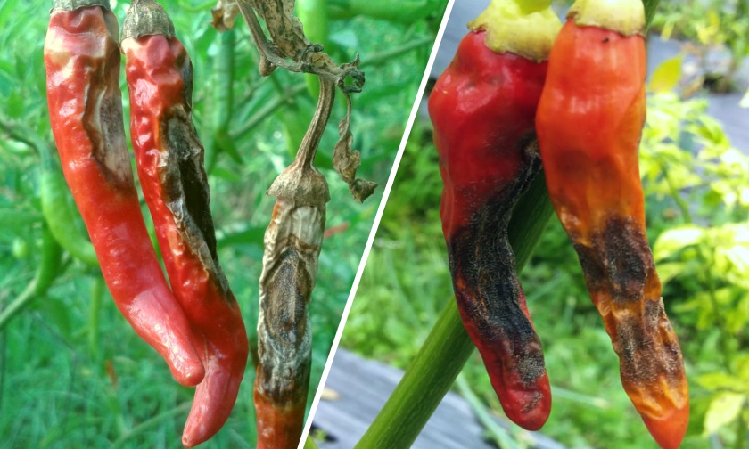 Petani cabai Blitar mengikuti temu lapang bersama PT Sinar General Industries di Kabupaten Blitar, Jawa Timur. Tingkatkan produksi lewat lahan