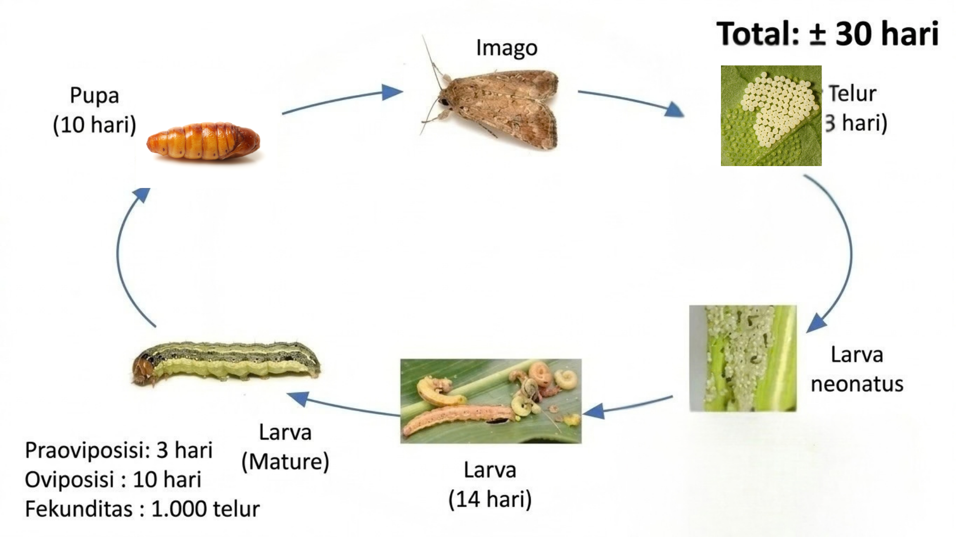 Gambar. Fase Hama Ulat Bawang Merah, Hama ulat bawang merah (spodoptera exigua)