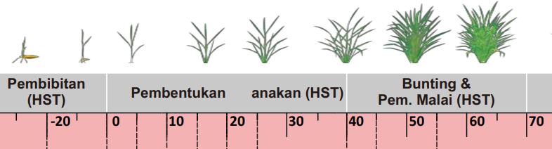 diagram pembentukan padi Strategi Pengendalian Wereng Batang Coklat